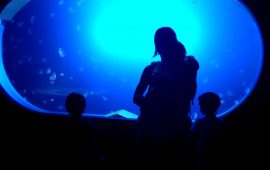 Eskertza ekitaldia Donostiako Udalean eta Aquariumera bisita